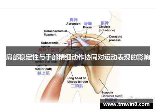 肩部稳定性与手部精细动作协同对运动表现的影响